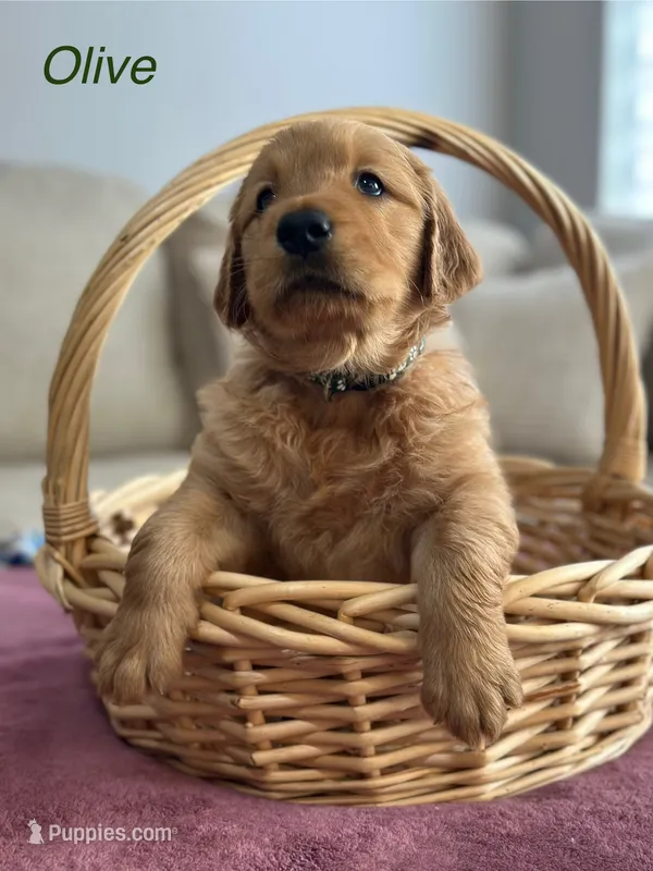 Olive – Golden Retriever puppy for sale in Hampshire, IL