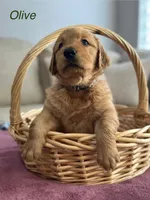 Olive, a male Golden Retriever for sale in Hampshire, IL – 1 of 1