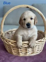 Blue, a male Golden Retriever for sale in Hampshire, IL – 1 of 1