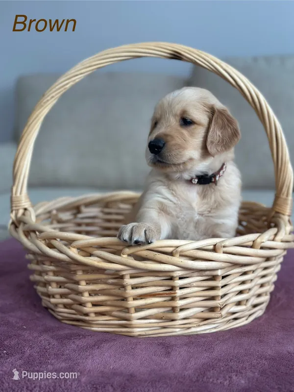 Brown – Golden Retriever puppy for sale in Hampshire, IL