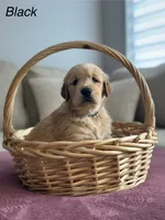 Black, a male Golden Retriever for sale in Hampshire, IL – 1 of 1