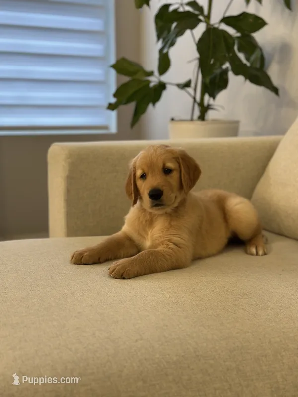 Brown – Golden Retriever puppy for sale in Hampshire, IL