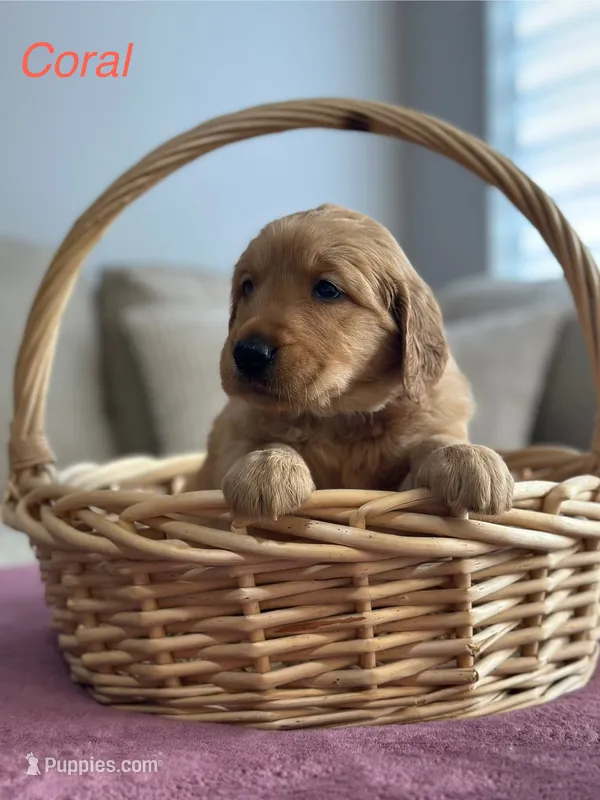 Coral – Golden Retriever puppy for sale in Hampshire, IL
