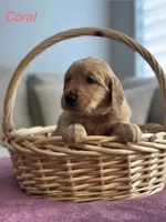 Coral, a female Golden Retriever for sale in Hampshire, IL – 1 of 1