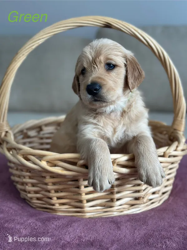 Green – Golden Retriever puppy for sale in Hampshire, IL