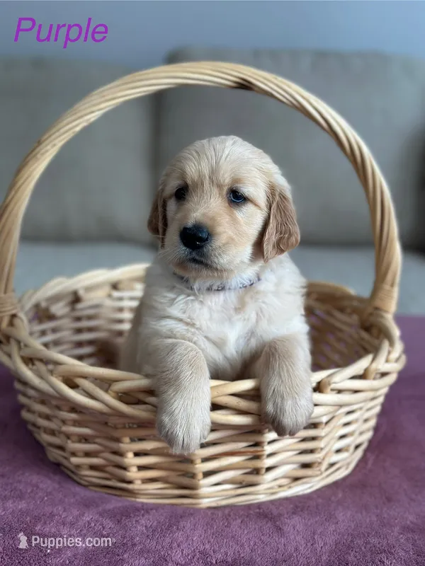 Purple  – Golden Retriever puppy for sale in Hampshire, IL