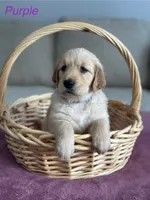 Purple , a female Golden Retriever for sale in Hampshire, IL – 1 of 1