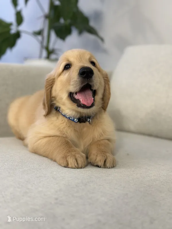 Blue – Golden Retriever puppy for sale in Hampshire, IL