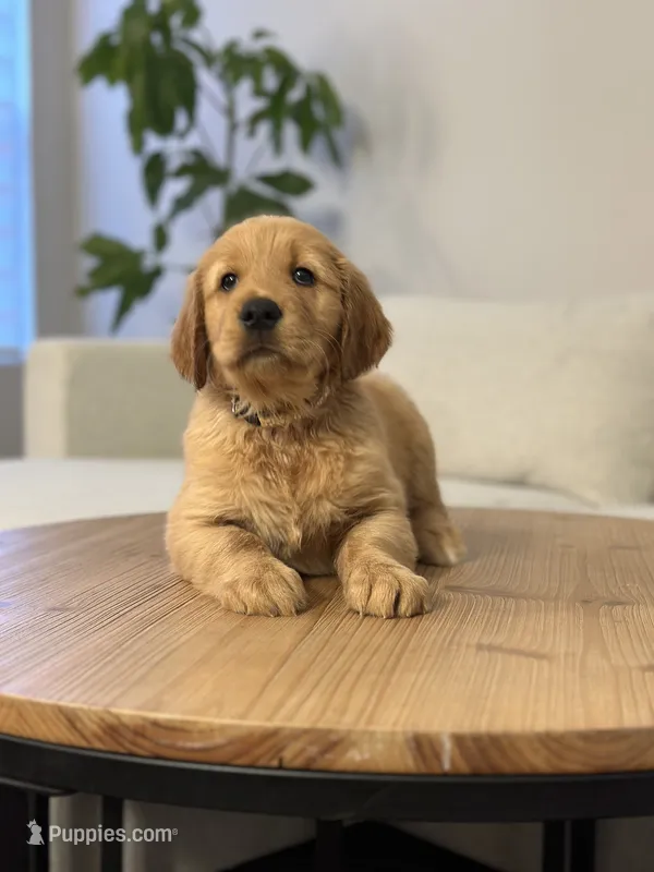 Beige  – Golden Retriever puppy for sale in Hampshire, IL