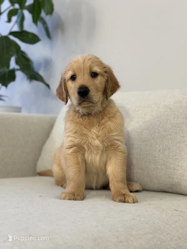 Green – Golden Retriever puppy for sale in Hampshire, IL