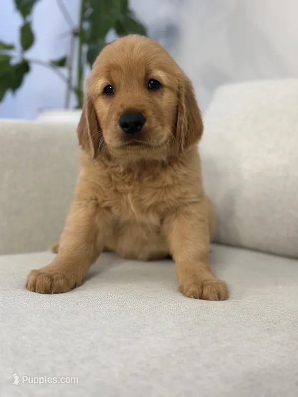 Olive – Golden Retriever puppy for sale in Hampshire, IL