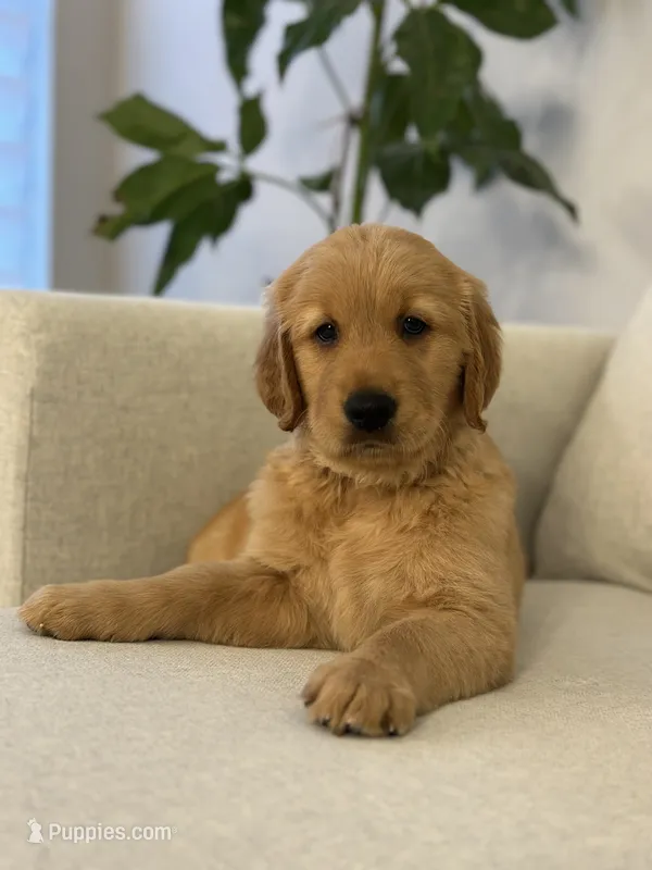 Teal – Golden Retriever puppy for sale in Hampshire, IL