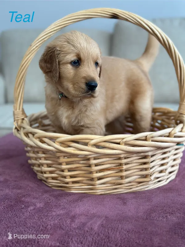 Teal – Golden Retriever puppy for sale in Hampshire, IL