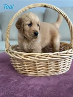 Teal, a female Golden Retriever for sale in Hampshire, IL – 1 of 1