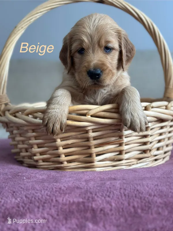 Beige  – Golden Retriever puppy for sale in Hampshire, IL