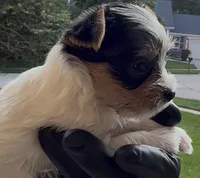 Milo, a female Yorkshire Terrier for sale in Ballwin, MO – 1 of 2