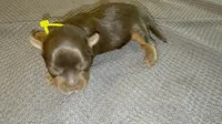 Snickers, a male Yorkshire Terrier for sale in Ballwin, MO – 3 of 3