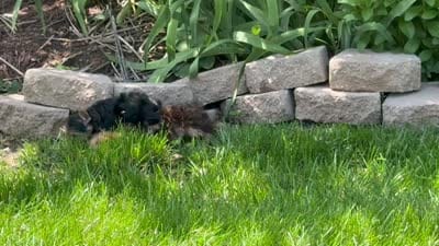 Rocky (AKC REGISTRATION Chocolate Parti-Yorkie), a male Yorkshire Terrier for sale in Ballwin, MO – 9 of 9