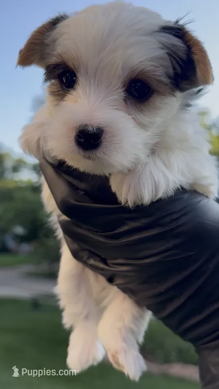 Teddy – Yorkshire Terrier puppy for sale in Ballwin, MO