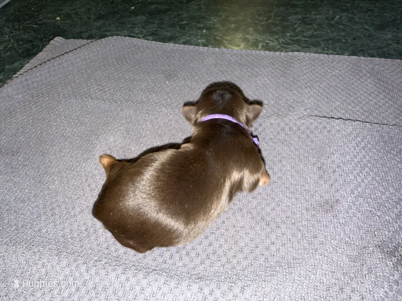 ROLO – Yorkshire Terrier puppy for sale in Ballwin, MO
