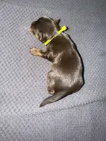 Snickers, a male Yorkshire Terrier for sale in Ballwin, MO – 2 of 3