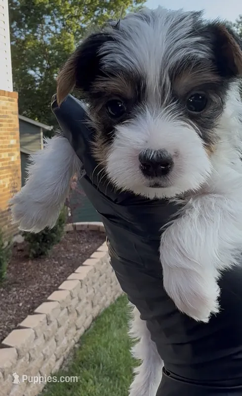 Maxx – Yorkshire Terrier puppy for sale in Ballwin, MO