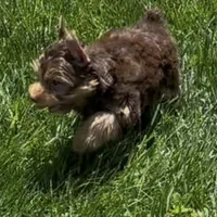 Rocky (AKC REGISTRATION Chocolate Parti-Yorkie), a male Yorkshire Terrier for sale in Ballwin, MO – 5 of 9