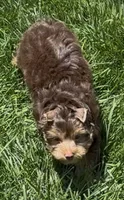 Rocky (AKC REGISTRATION Chocolate Parti-Yorkie), a male Yorkshire Terrier for sale in Ballwin, MO – 4 of 9