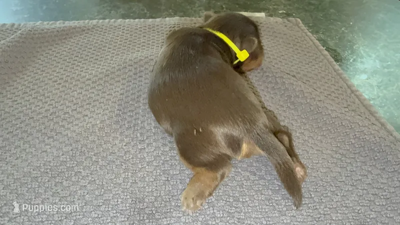 Snickers – Yorkshire Terrier puppy for sale in Ballwin, MO