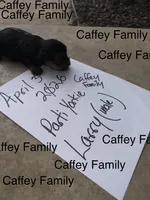 LARRY  (AKC REGISTRATION AVAILABLE), a male Yorkshire Terrier for sale in Ballwin, MO – Photo 4 of 4