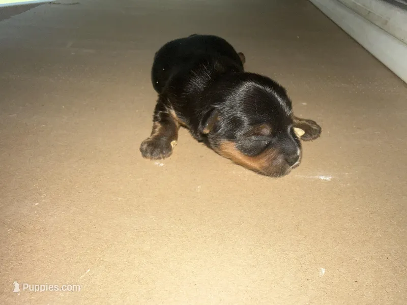 LARRY  – Yorkshire Terrier puppy for sale in Ballwin, MO