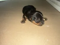 LARRY  (AKC REGISTRATION AVAILABLE), a male Yorkshire Terrier for sale in Ballwin, MO – Photo 1 of 2