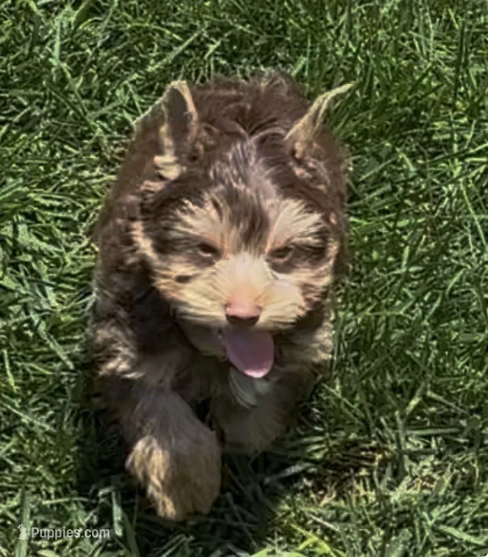 CURLY (AKC REGISTRATION Chocolate Parti-Yorkie) – Yorkshire Terrier puppy for sale in Ballwin, MO
