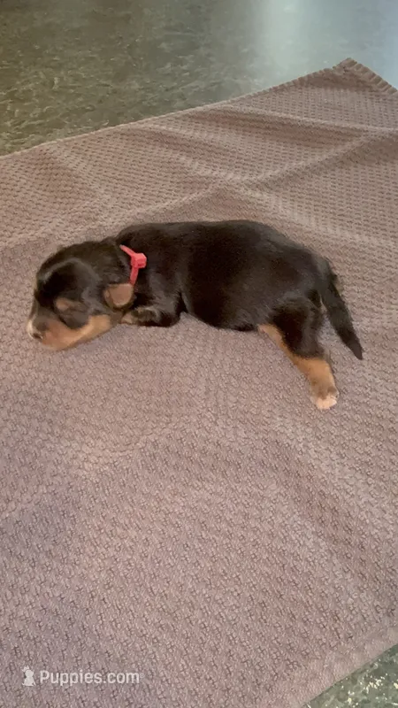 LICORICE – Yorkshire Terrier puppy for sale in Ballwin, MO
