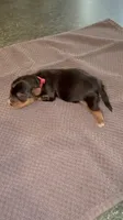 LICORICE, a male Yorkshire Terrier for sale in Ballwin, MO – 1 of 3