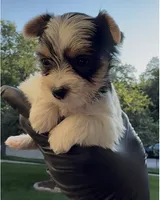 Milo, a female Yorkshire Terrier for sale in Ballwin, MO – 2 of 2