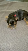 LICORICE, a male Yorkshire Terrier for sale in Ballwin, MO – 3 of 3