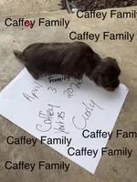 CURLY (AKC Chocolate Parti-Yorkie), a male Yorkshire Terrier for sale in Ballwin, MO – Photo 4 of 6
