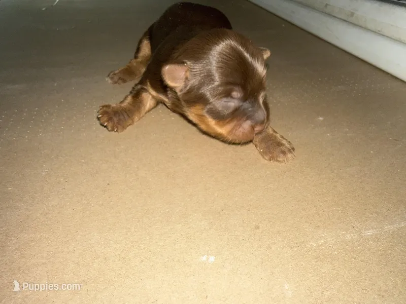 CURLY, a male Yorkshire Terrier for sale in Ballwin, MO – Photo 1 of 1