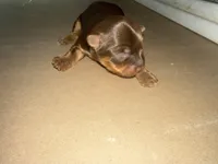 CURLY (AKC Chocolate Parti-Yorkie), a male Yorkshire Terrier for sale in Ballwin, MO – Photo 1 of 6