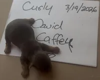 CURLY (AKC Chocolate Parti-Yorkie), a male Yorkshire Terrier for sale in Ballwin, MO – Photo 2 of 6