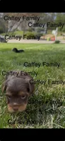 CURLY (AKC Chocolate Parti-Yorkie), a male Yorkshire Terrier for sale in Ballwin, MO – Photo 6 of 6