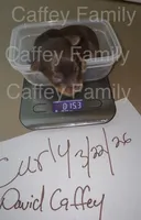 CURLY (AKC Chocolate Parti-Yorkie), a male Yorkshire Terrier for sale in Ballwin, MO – Photo 3 of 6