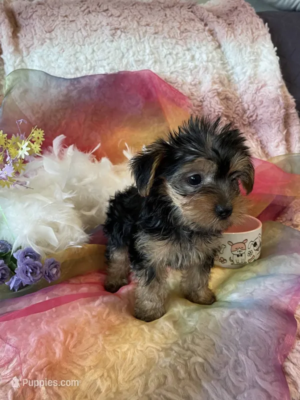 Emily – Yorkshire Terrier puppy for sale in Hollywood, FL