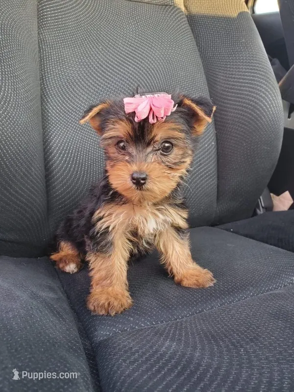 Eve – Yorkshire Terrier puppy for sale in Los Angeles, CA