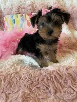 Emily, a female Yorkshire Terrier for sale in Hollywood, FL – 2 of 3