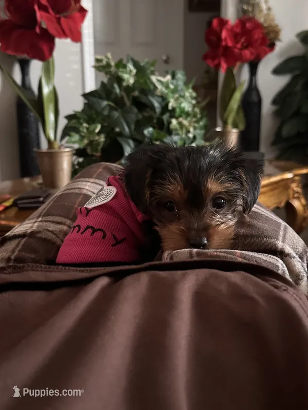 Cocoh – Yorkshire Terrier puppy for sale in Hollywood, FL