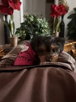 Cocoh, a female Yorkshire Terrier for sale in Hollywood, FL – 1 of 2