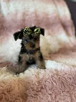 Emily, a female Yorkshire Terrier for sale in Hollywood, FL – 3 of 3