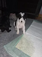 Stacey, a female Poodle - Toy  for sale in Worcester, MA – 1 of 7